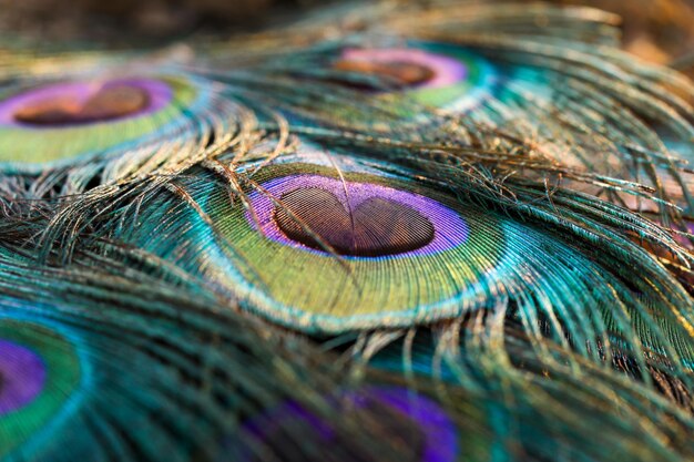 Foto ilustración generada por la ia de una pluma de pavo real vibrante y multicolor