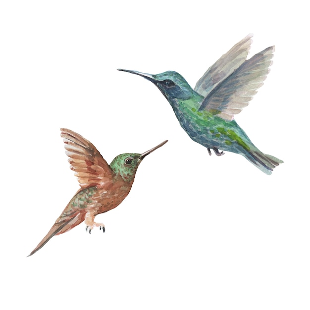 Ilustración de handdrawn de acuarela de colibrí de pájaro