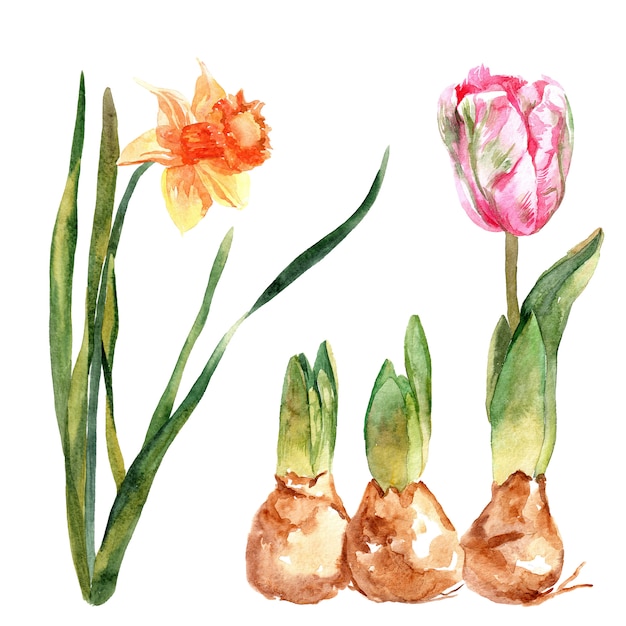 Ilustración de hermosas flores blancas, rosadas, conjunto de flores de primavera