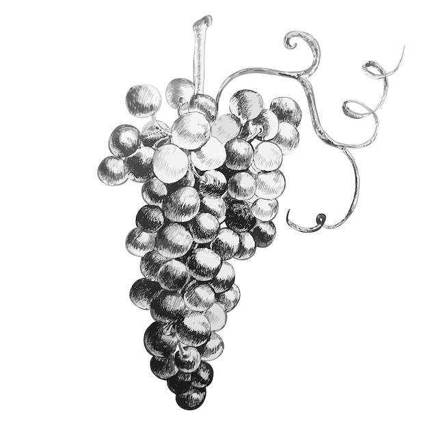 Ilustración con hermosas uvas