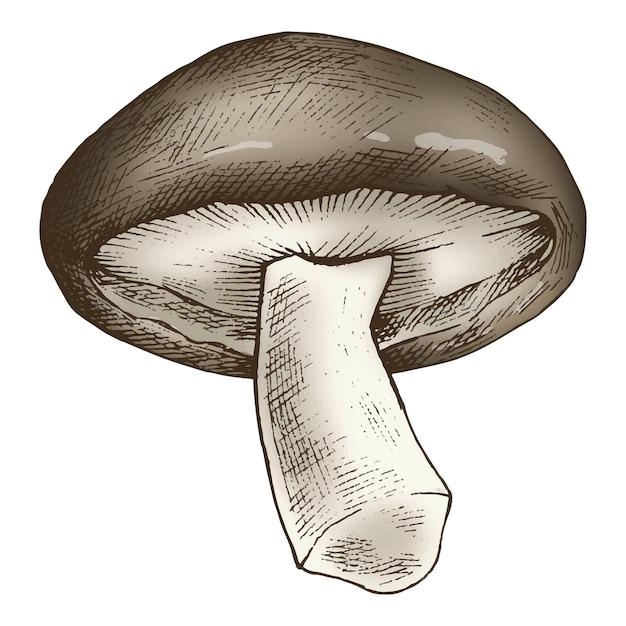 Ilustración del hongo shiitake de fondo transparente