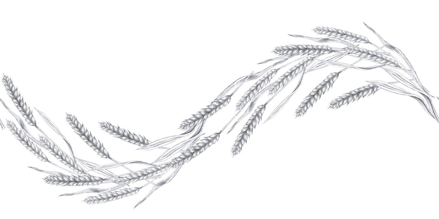 Ilustración de lápiz aislado sin costuras con orejas curvas de trigo en estilo realista para pub