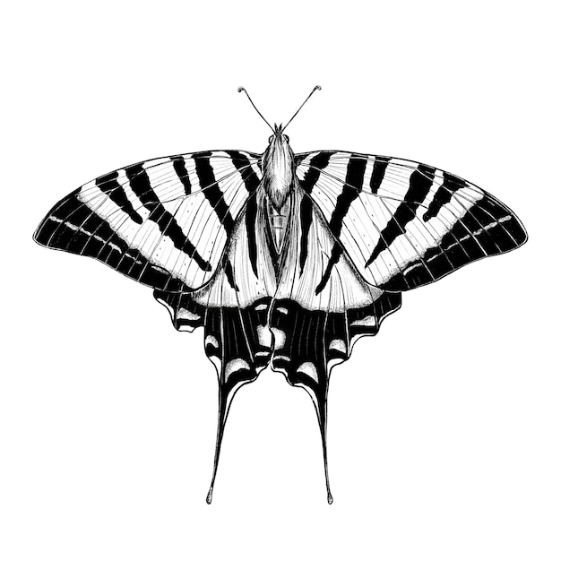 Foto ilustración de mariposa dibujada a mano sobre un fondo blanco