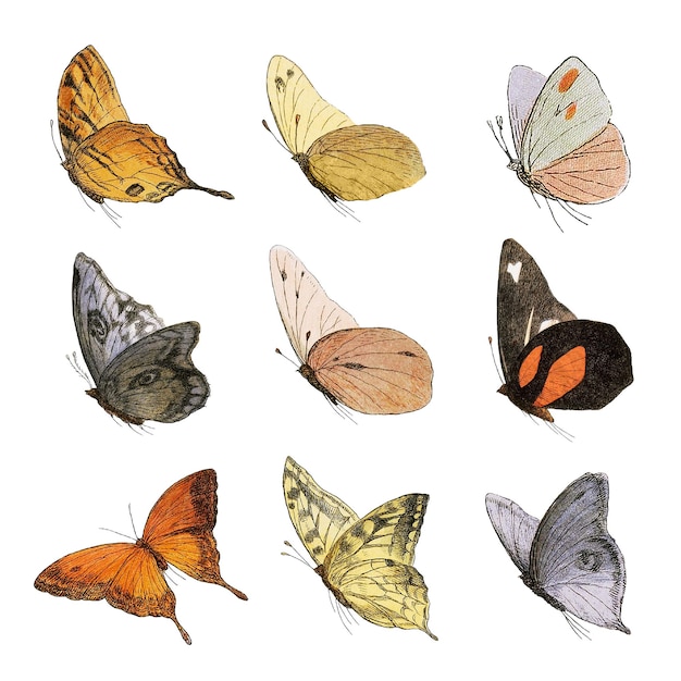 Ilustración de mariposas antiguas con png transparente