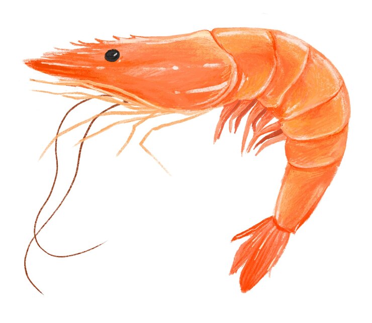 Ilustración de mariscos cocidos de camarón de PNG de fondo transparente