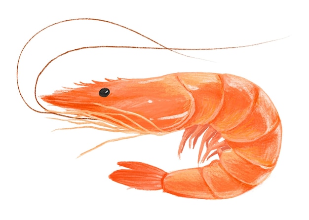 Ilustración de mariscos cocidos de camarón de PNG de fondo transparente