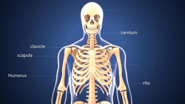 Foto ilustración médica en 3d de la anatomía de las costillas de la jaula