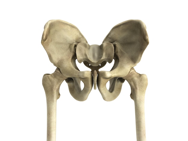 Ilustración médica en 3D del hueso de la pelvis