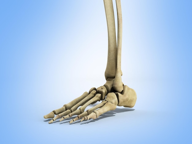 Foto ilustración médica precisa de los ligamentos del pie renderizado en 3d en azul