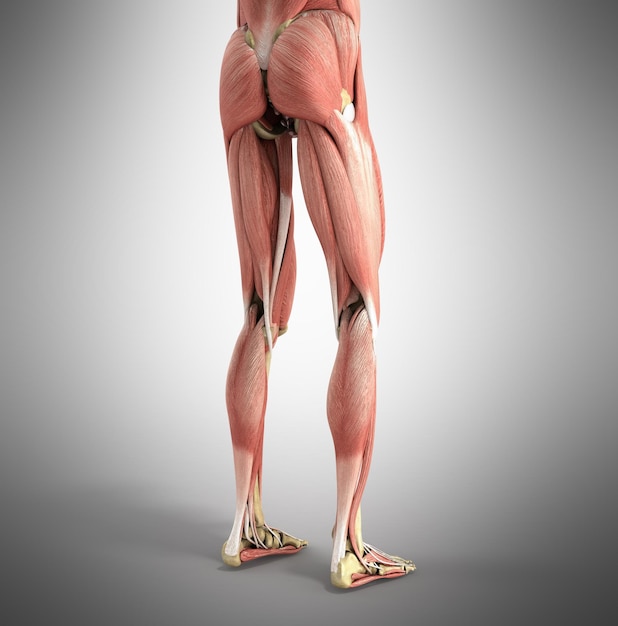 Foto ilustración médica precisa de los músculos de las piernas renderizado en 3d en gris