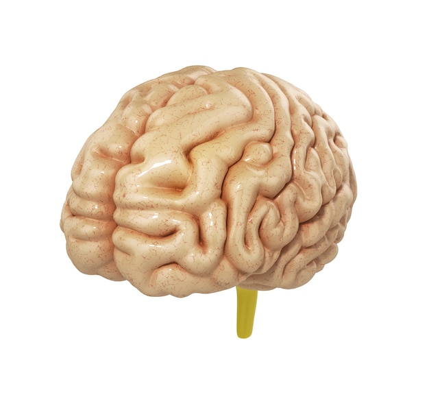 Ilustración médicamente exacta del cerebro 3D Render