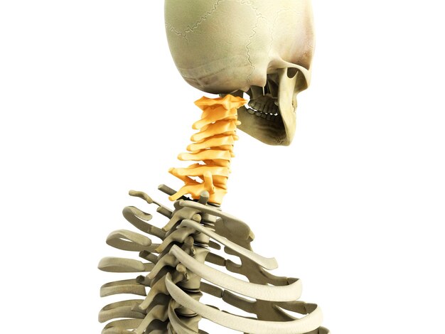 Foto ilustración médicamente precisa en 3d del sistema esquelético de la columna cervical en blanco