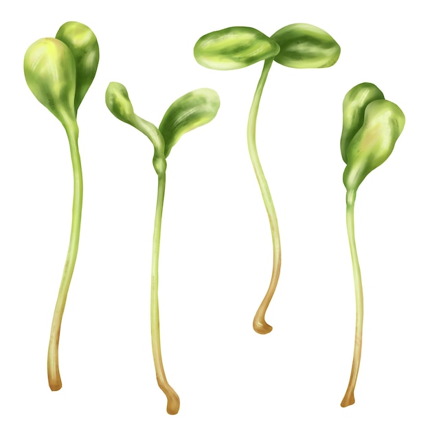 Ilustración de microgreenery de girasol en estilo acuarela Plantas de semillas jóvenes un complemento útil para la comida Clipart en un fondo blanco Plantas para jardinería Ingredientes para cocinar