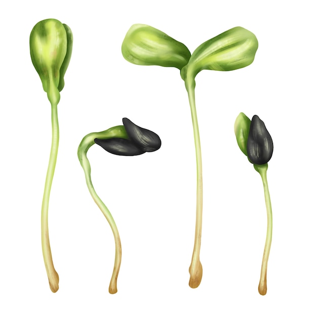 Ilustración de microvegetación de girasol en estilo acuarela Plántulas de semillas jóvenes un suplemento útil