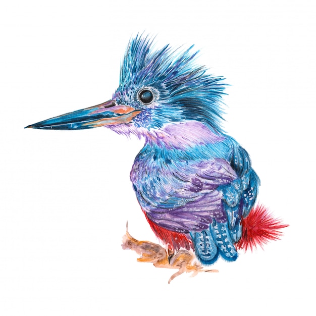 Ilustración de un pájaro pintado de acuarela