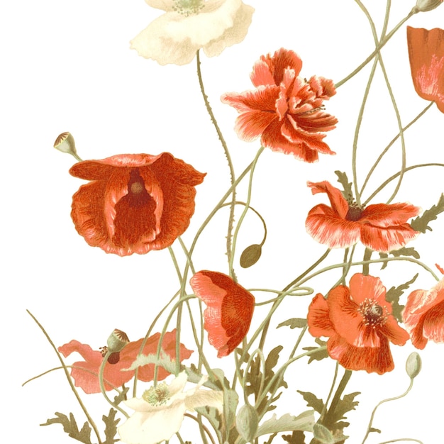 Ilustración de pegatina de flor de amapola png remezclada de obras de arte de dominio público
