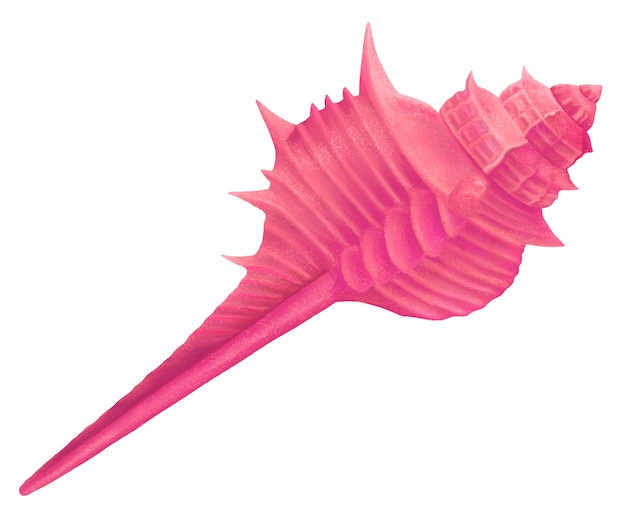 Ilustración de pegatina png de concha de murex rosa con fondo transparente