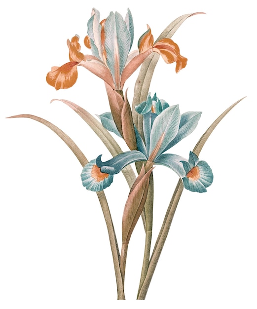 Ilustración de pegatinas florales de iris española vintage png remezclada de obras de arte de dominio público