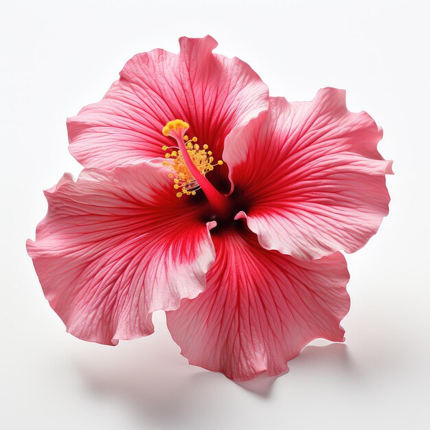 Ilustración perfecta de la flor de hibisco de cerca de una manera atractiva