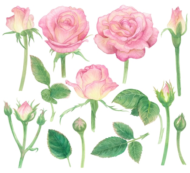 Ilustración de pintura de flor rosa rosa acuarela con par de recorte