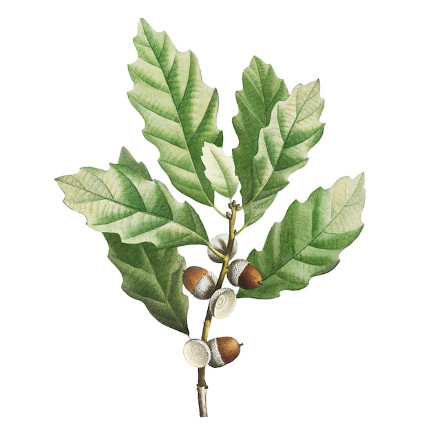 Ilustración de Quercus muehlenbergii o roble Chinkapin png transparente