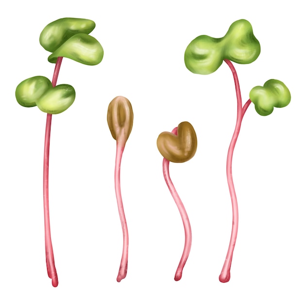 Ilustración de un rábano microgreen en estilo acuarela plántulas jóvenes de semillas comestibles hojas un suplemento alimenticio saludable Clipart en un fondo blanco Plantas de jardinería ingredientes para cocinar