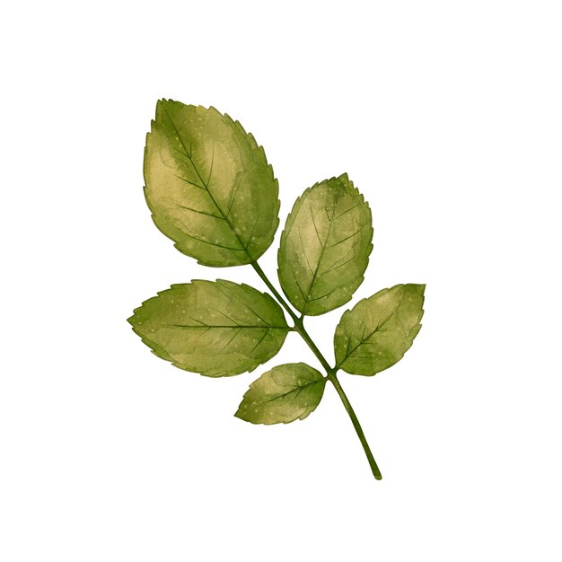 Ilustración de la rama de la hoja de hierba verde