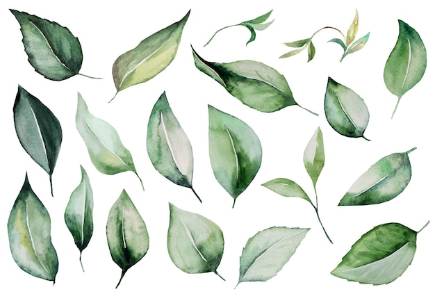 Ilustración de ramas de acuarela verdes con hojas