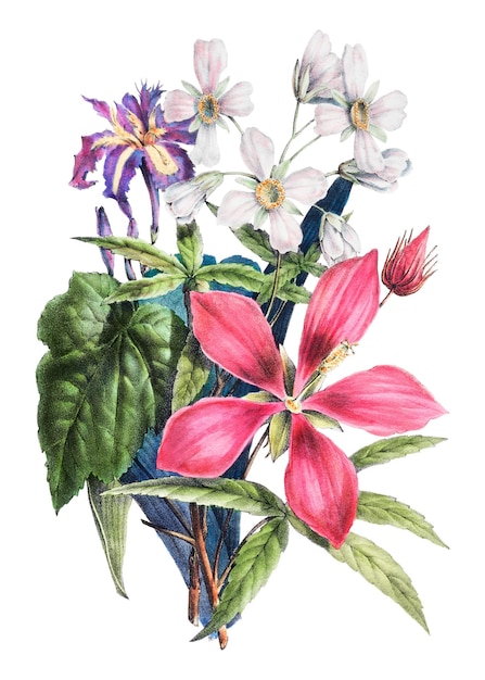 Ilustración de un ramo de flores de ketmia rosa vintage arte botánico en la pared