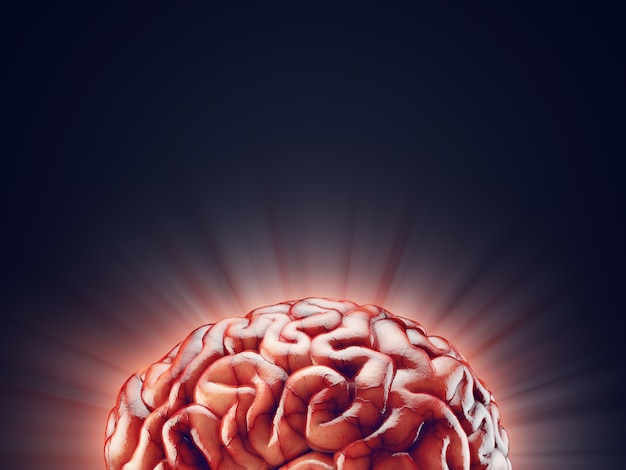 Ilustración realista del cerebro