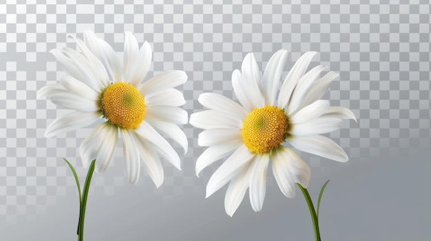 Ilustración realista de flores de manzanilla sobre un fondo transparente