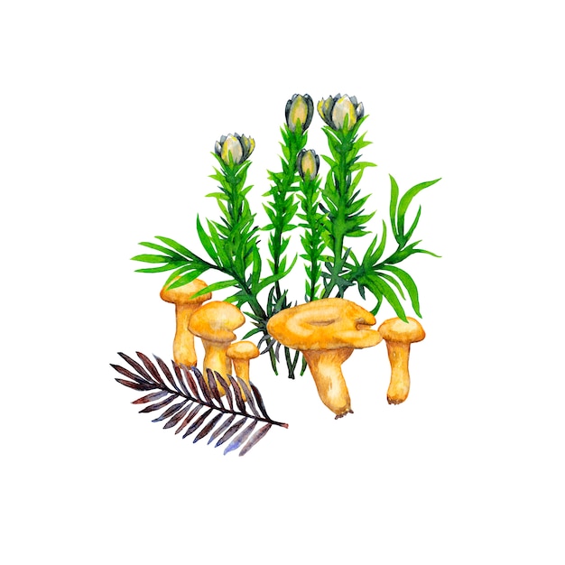 Ilustración de rebozuelos, setas, flores, hierba y ramitas de abeto. Pintura de acuarela.