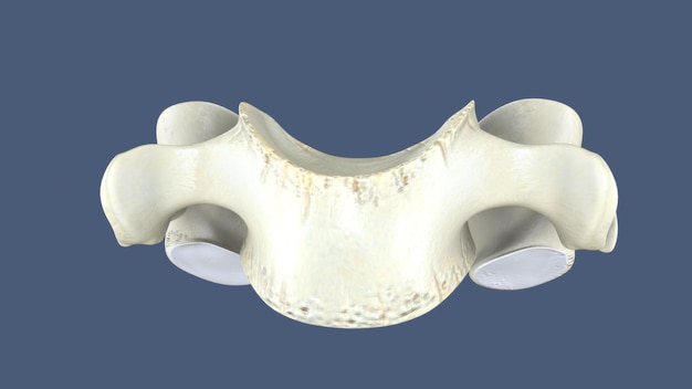 Ilustración renderizada en 3D de una parte de una columna vertebral humana