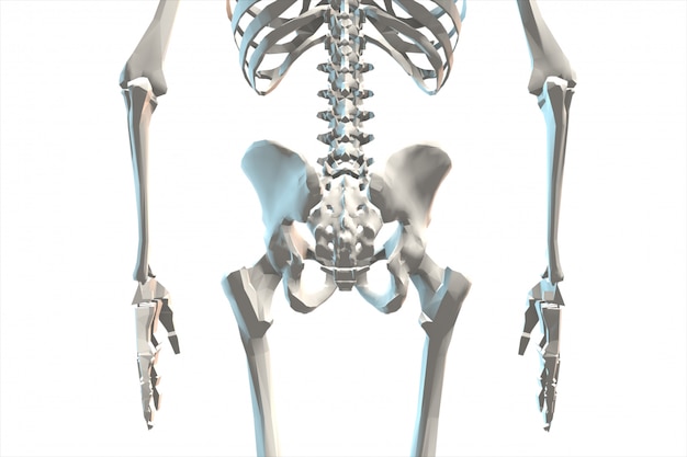 Ilustración de una representación 3D del sistema esquelético humano