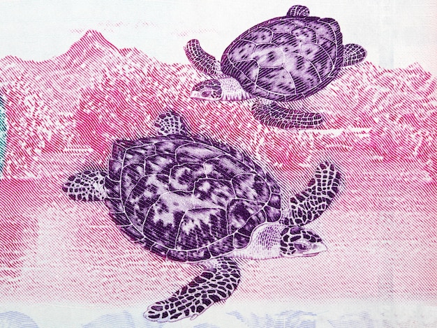 Ilustración de tortuga carey de dinero venezolano