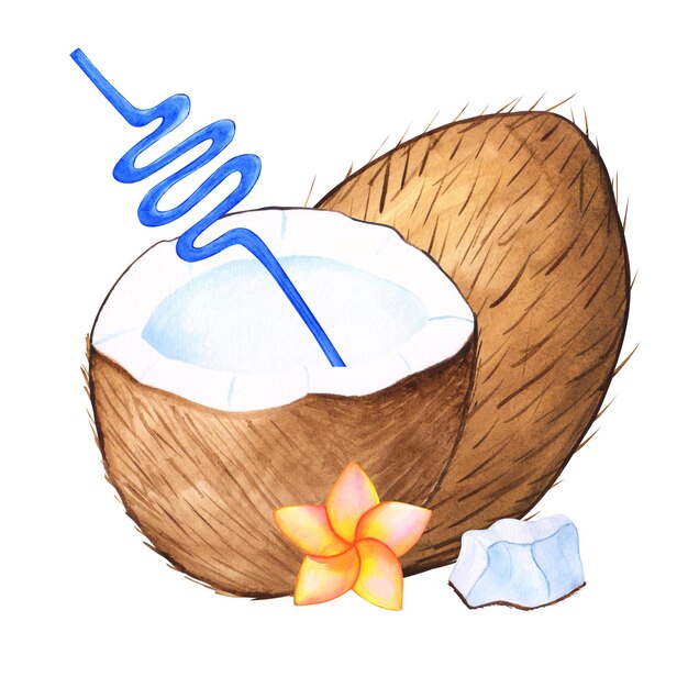 Ilustración tropical de coco acuarela con elementos aislados para el diseño