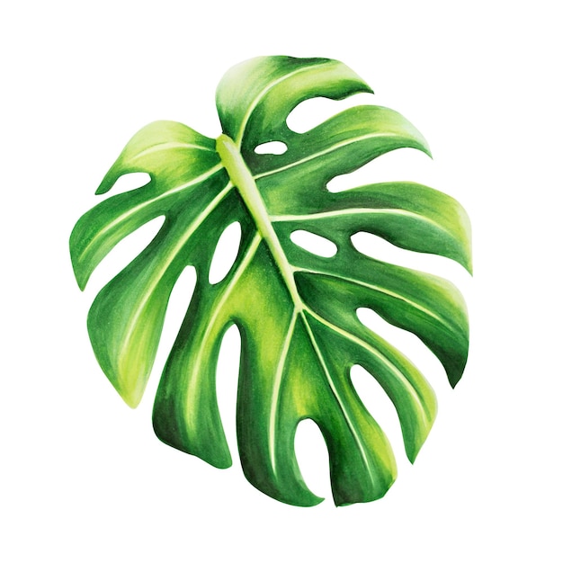 Ilustración tropical realista acuarela de monstera aislada sobre fondo blanco Hermosa botani