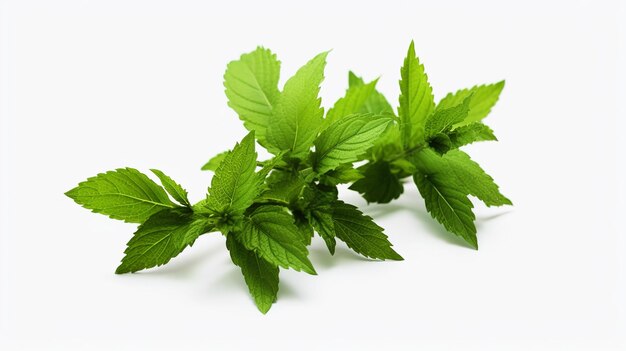 Foto ilustración de tulsi verde medicinal o albahaca sagrada krishna negro generativo ai