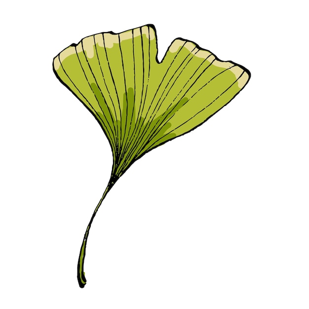 Ilustración del vector aislado de la hoja de ginkgo