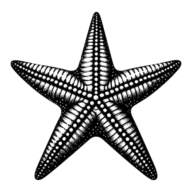 Ilustración vectorial de clip art monocromático de estrellas de mar o estrellas de mar