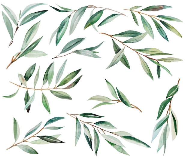 Ilustrações em aquarela de ramo de oliveira verde
