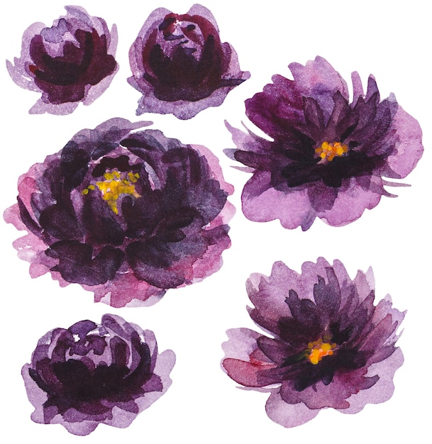 Ilustrações isoladas de flores em aquarela de peônia roxa