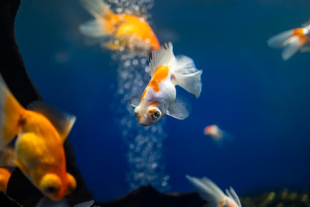 Im Aquarium schwimmt ein Schwarm Goldfische