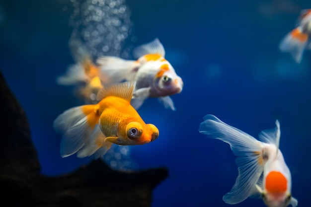 Im Aquarium schwimmt ein Schwarm Goldfische