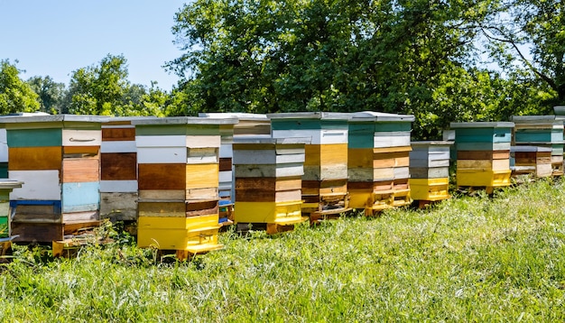 Foto im bienenstock sind viele verschiedene bienenstöcke installiert