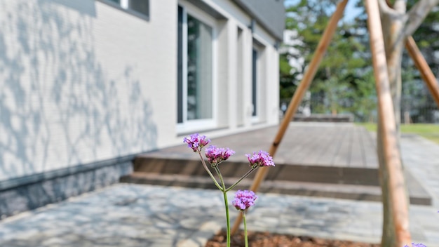 Im Blumenbeet des Landhauses blühen kleine und hübsche lila Blüten