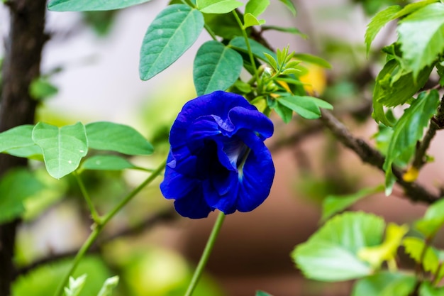 Im Dachgarten blüht die blaue Aparajita-Blume