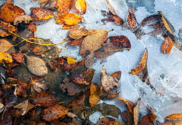 Foto im eis eingefrorene blätter