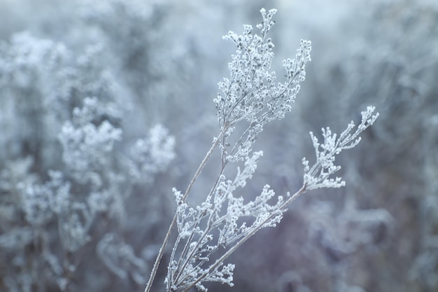 Im ersten Frost pflanzen