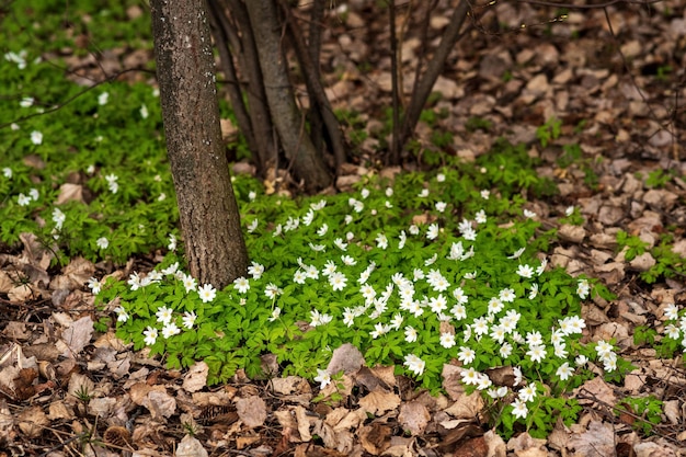 Im ersten Frühling blühen Waldanemonen zwischen dem trockenen Laub im Wald